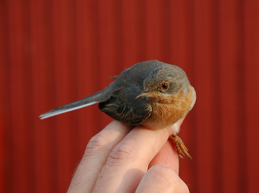 Subalpine Warbler, Sundre 20070522